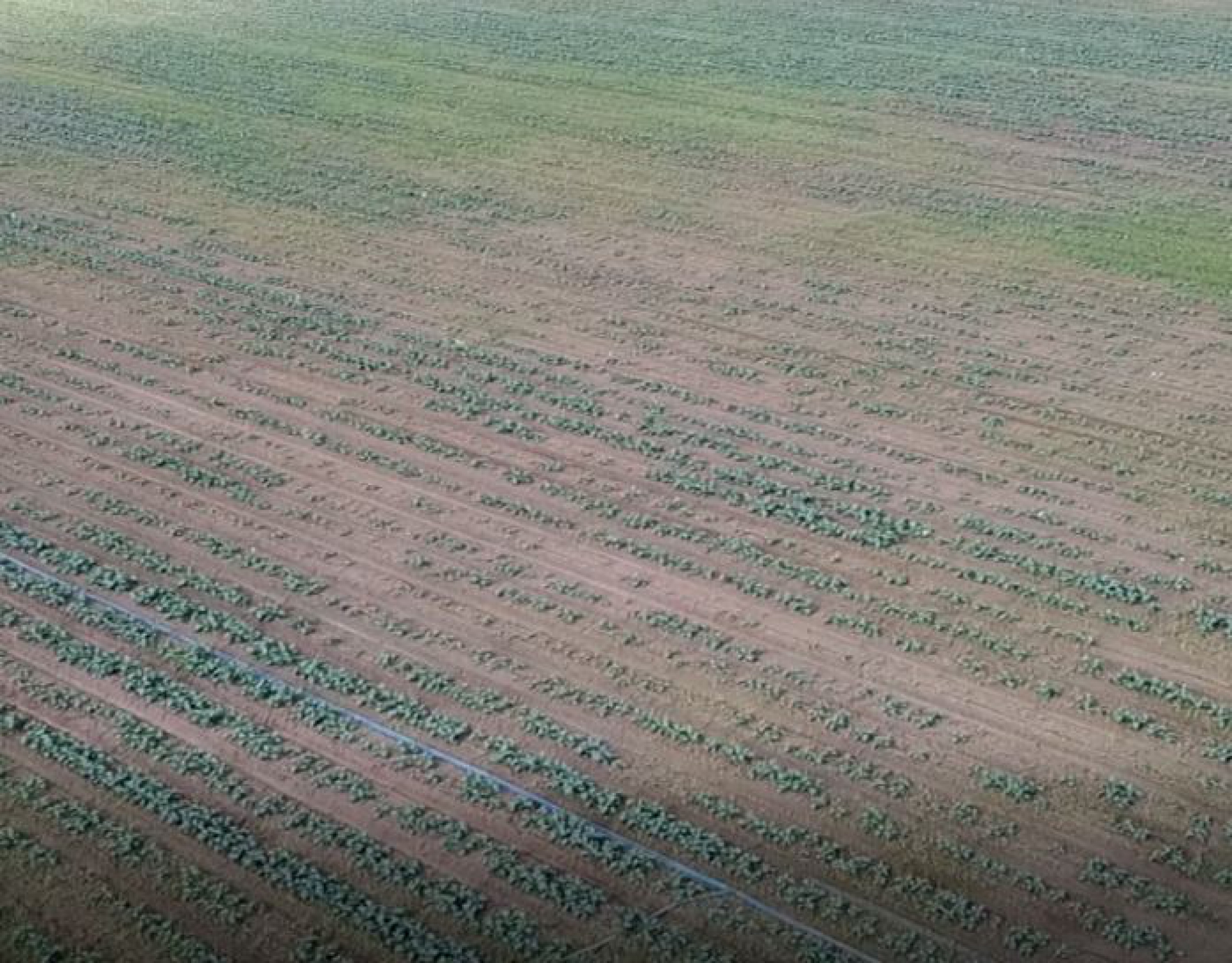 LAS LLUVIAS AFECTAN AL BROCOLI MÁS RECIENTE
