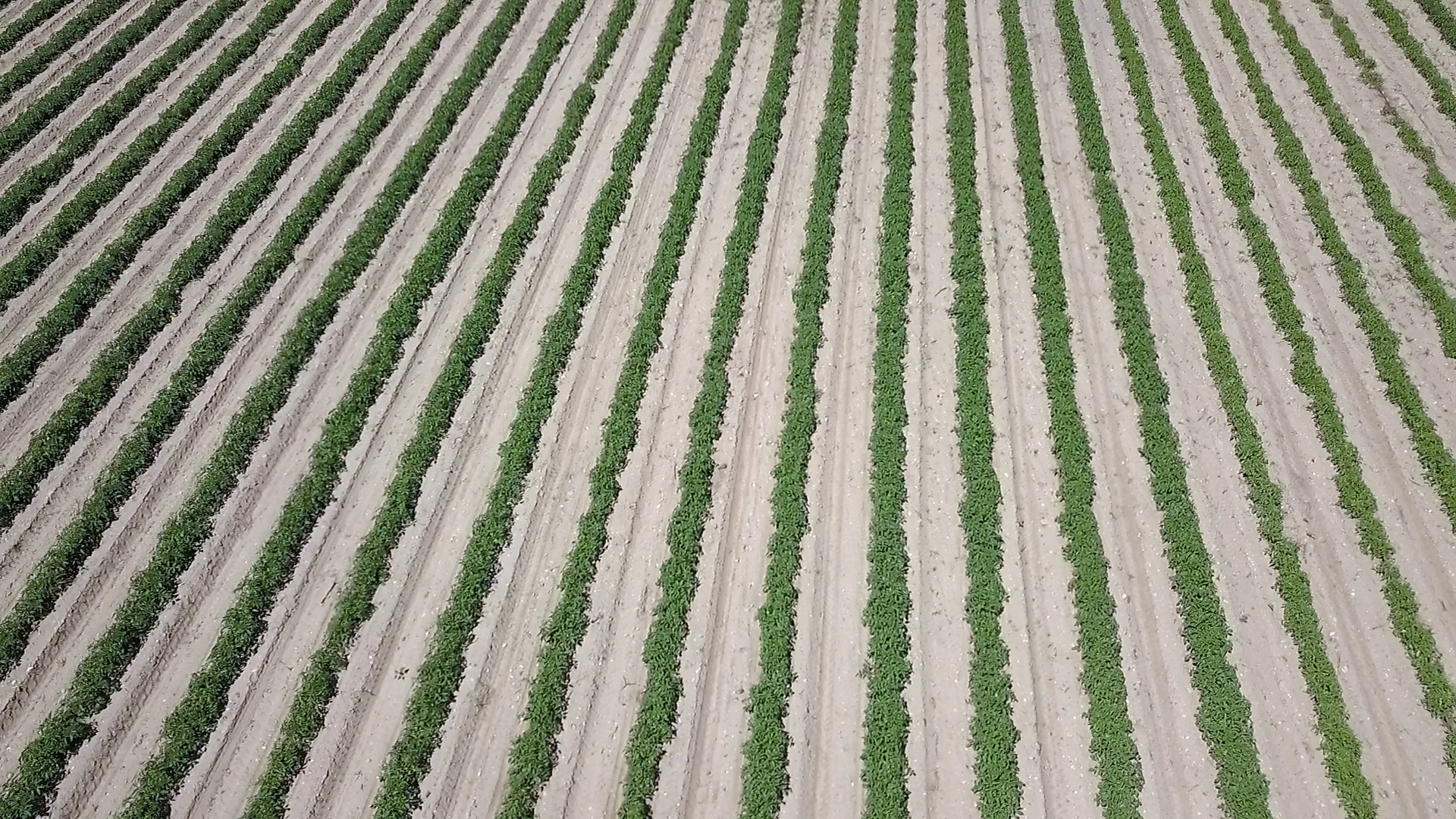 Trasplantados todos los cultivos del proyecto INTERNOVAGRO