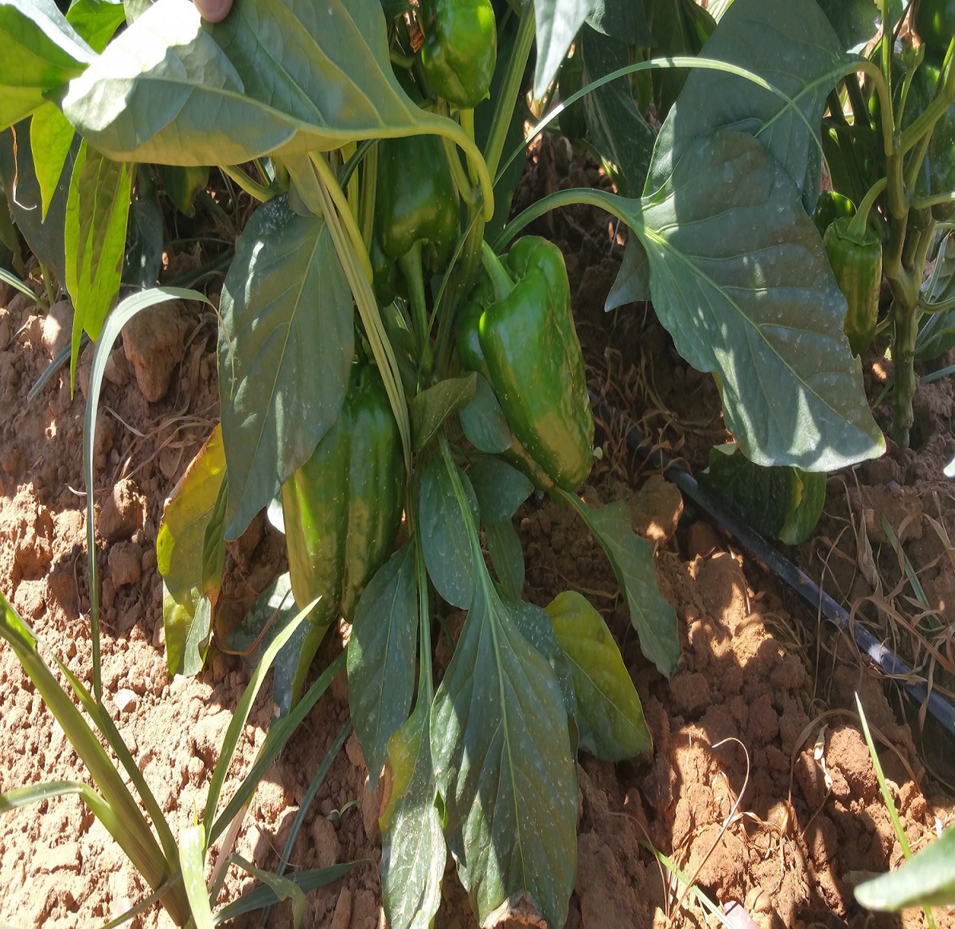 Excelentes resultados de producción en la recolección de la cosecha. La agricultura eficiente es rentable y productiva.