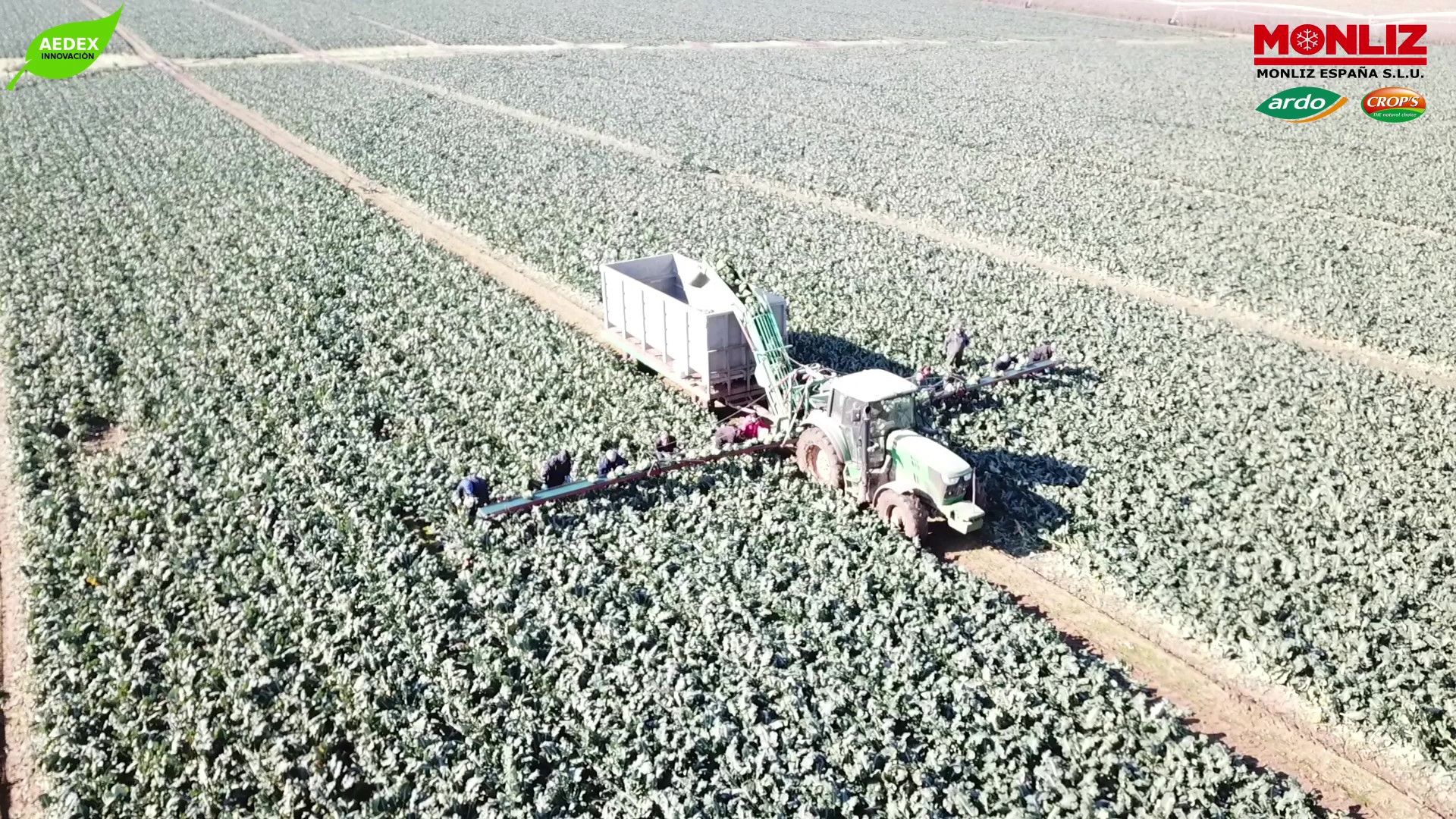 Recién finalizada campaña de Brocoli 2018-2019